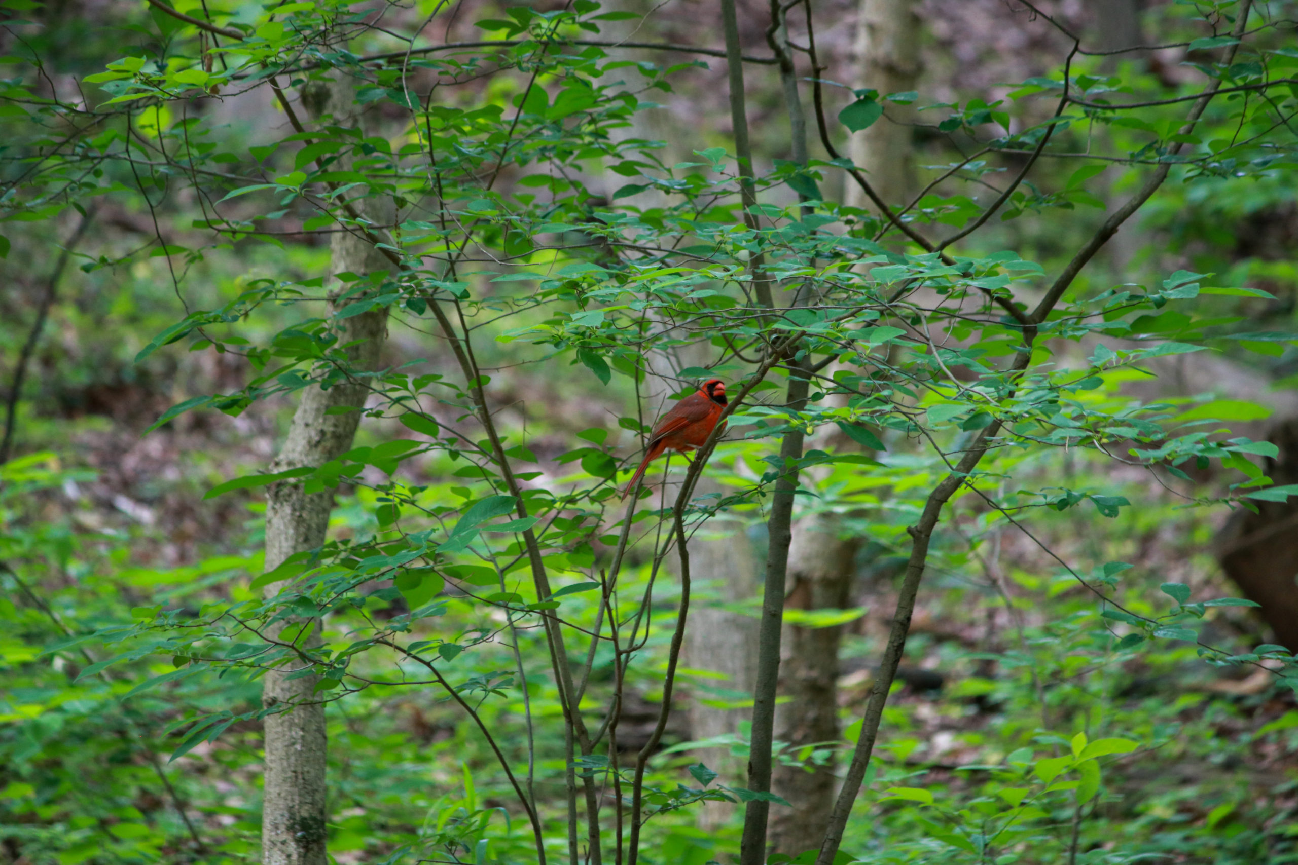 Nature walk photos (perks of social distancing)